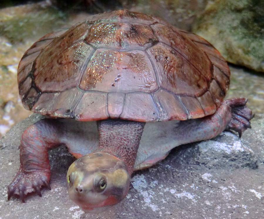 Rotbäuchige Spitzkopfschildkröte im Wuppertaler Zoo im März 2014