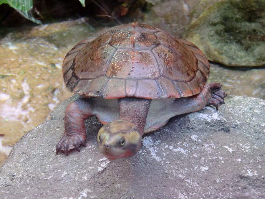 Rotbäuchige Spitzkopfschildkröte im Zoo Wuppertal im März 2014