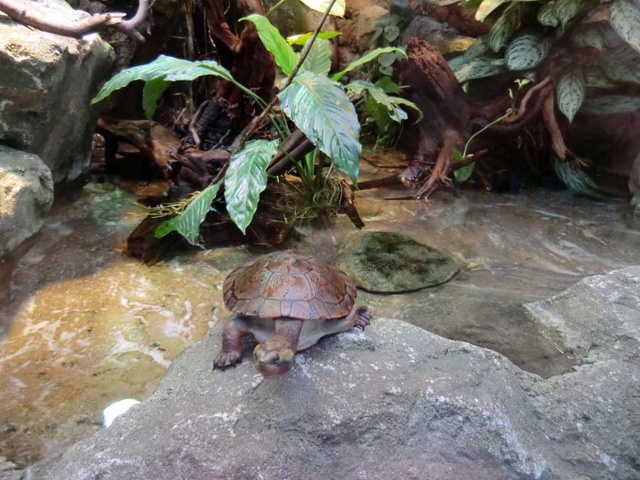 Rotbäuchige Spitzkopfschildkröte im Zoologischen Garten Wuppertal im März 2014