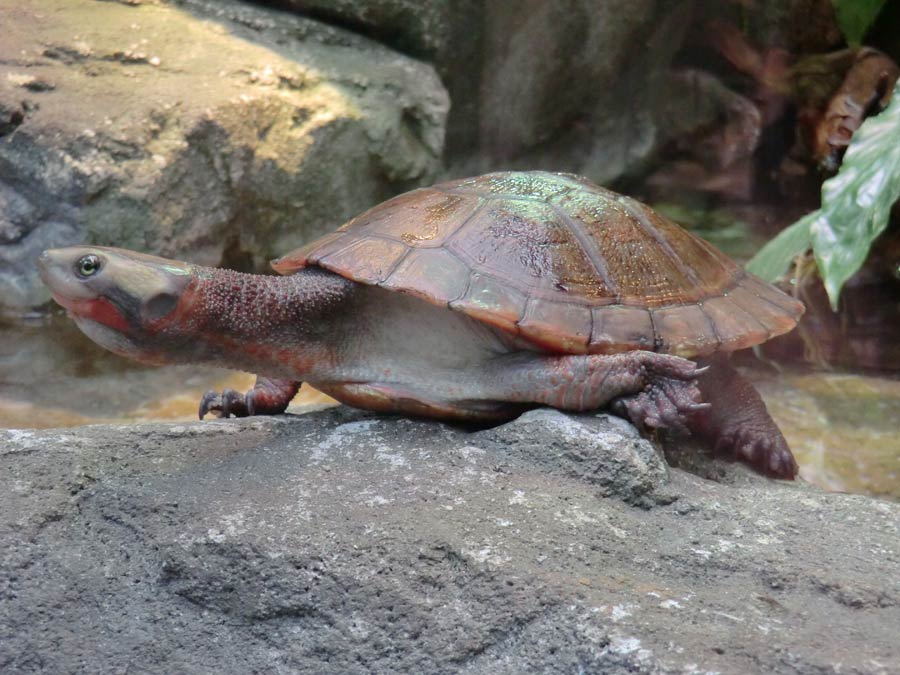 Rotbäuchige Spitzkopfschildkröte im Wuppertaler Zoo im März 2014