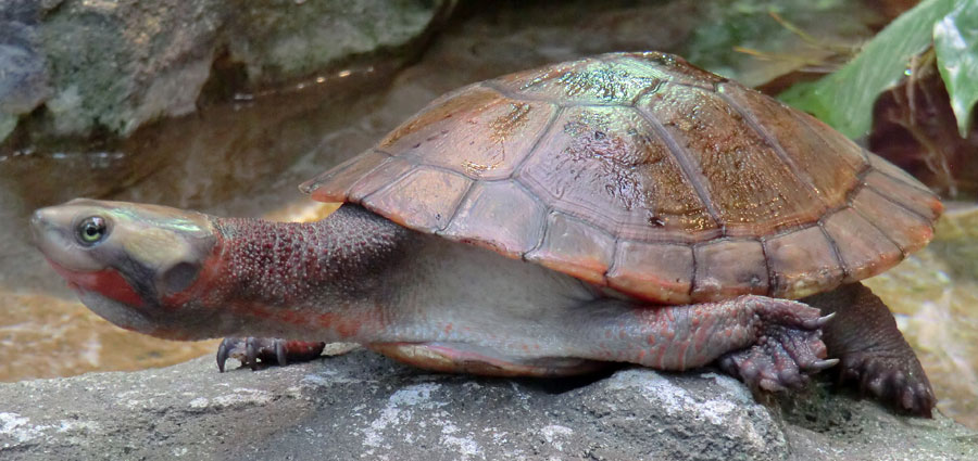 Rotbäuchige Spitzkopfschildkröte im Zoo Wuppertal im März 2014