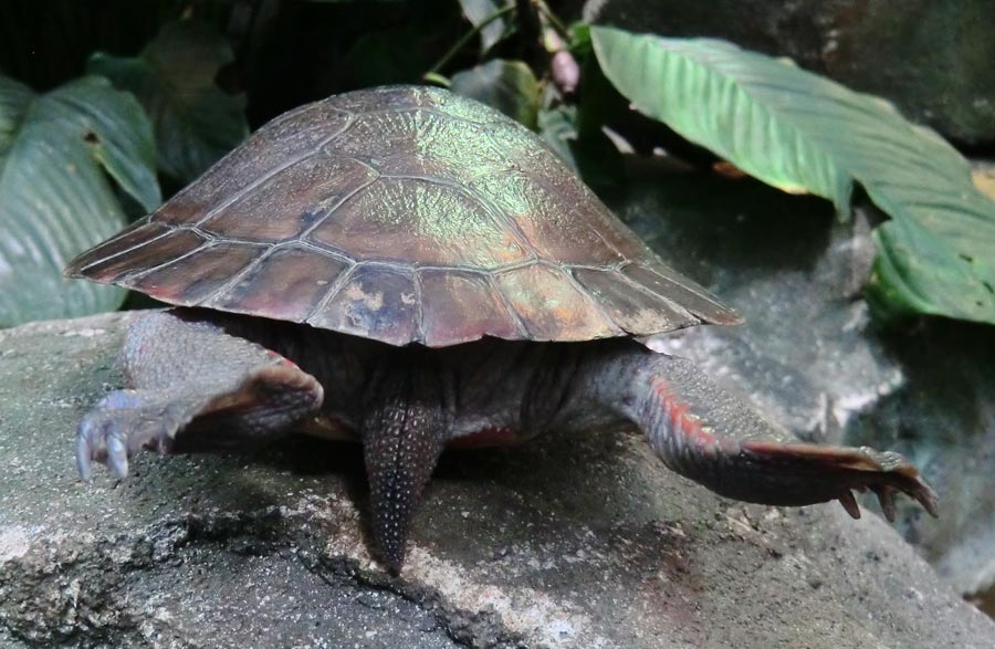 Rotbäuchige Spitzkopfschildkröte im Zoo Wuppertal im April 2014