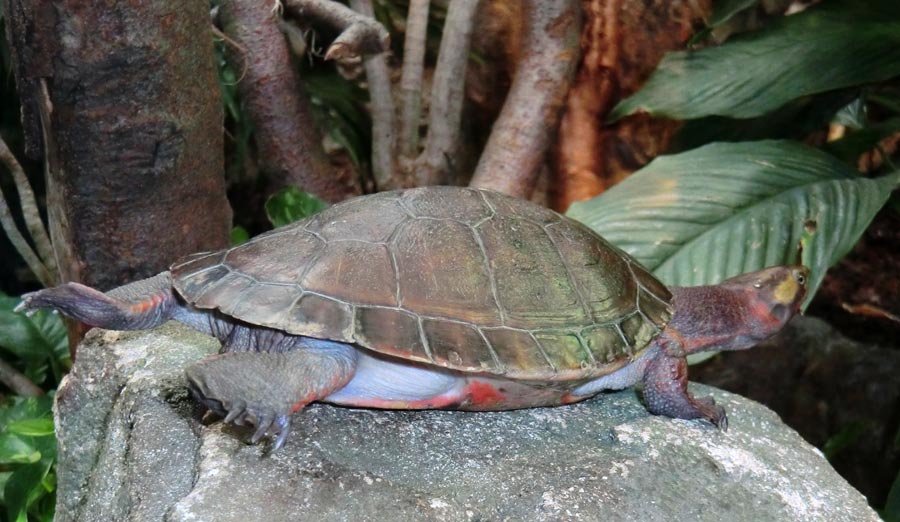 Rotbäuchige Spitzkopfschildkröte im Wuppertaler Zoo im April 2014