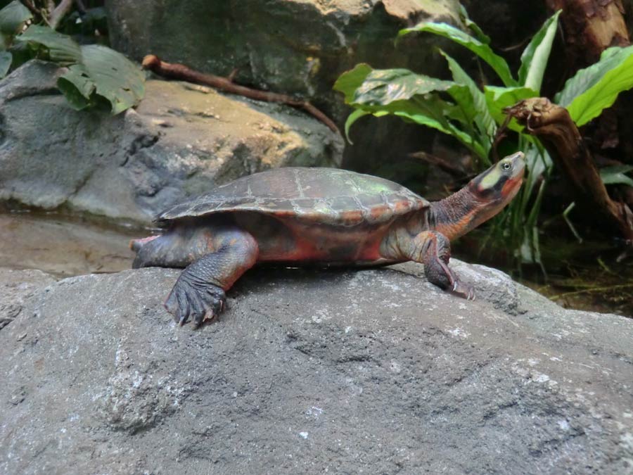 Rotbäuchige Spitzkopfschildkröte im Zoologischen Garten Wuppertal im Mai 2014