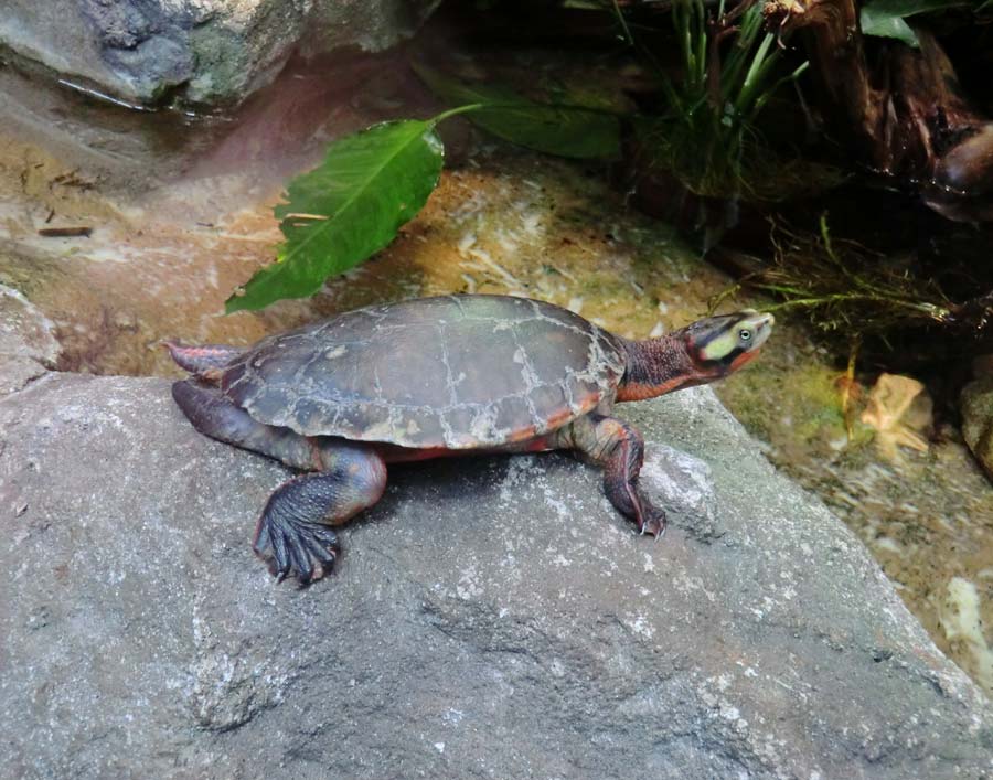 Rotbäuchige Spitzkopfschildkröte im Wuppertaler Zoo im Mai 2014