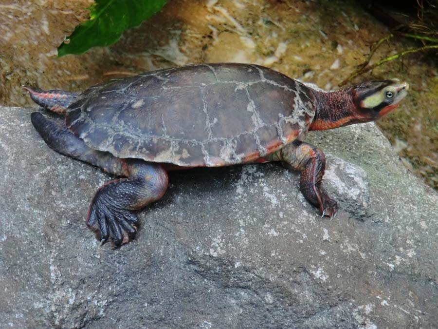 Rotbäuchige Spitzkopfschildkröte im Zoo Wuppertal im Mai 2014