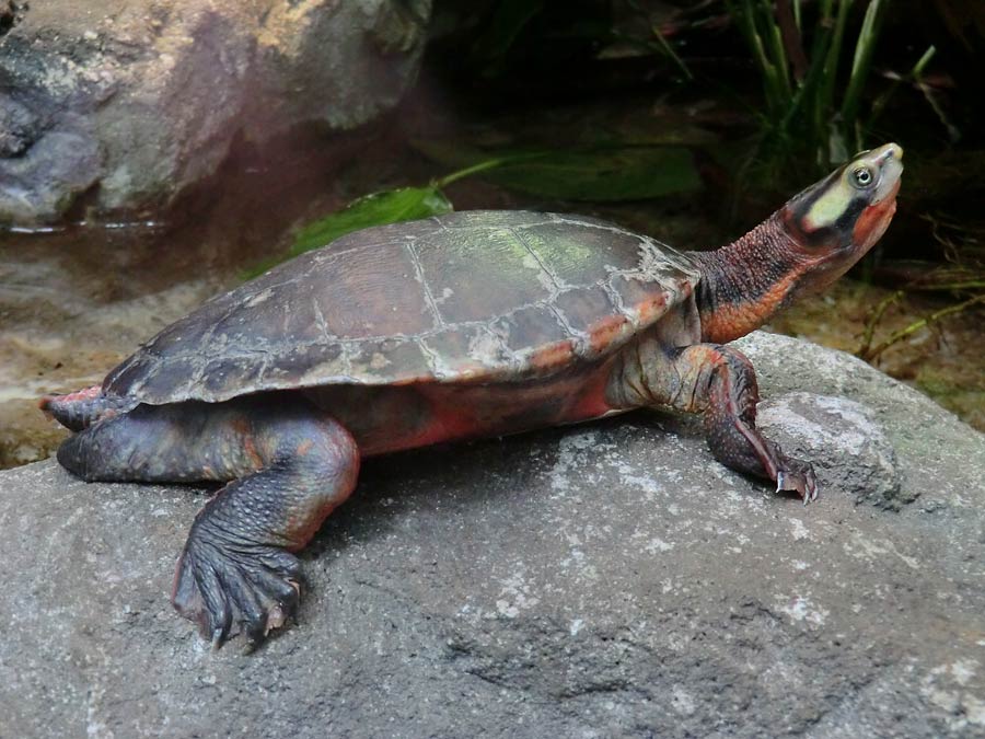 Rotbäuchige Spitzkopfschildkröte im Wuppertaler Zoo im Mai 2014