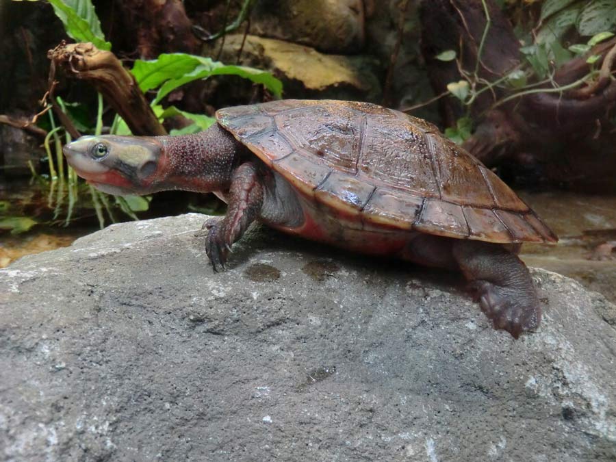 Rotbäuchige Spitzkopfschildkröte im Zoo Wuppertal im Mai 2014