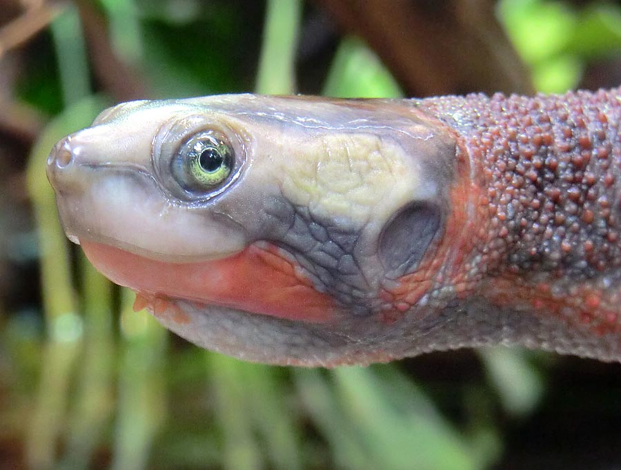 Rotbäuchige Spitzkopfschildkröte im Zoologischen Garten Wuppertal im Mai 2014