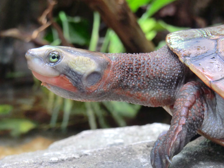 Rotbäuchige Spitzkopfschildkröte im Wuppertaler Zoo im Mai 2014