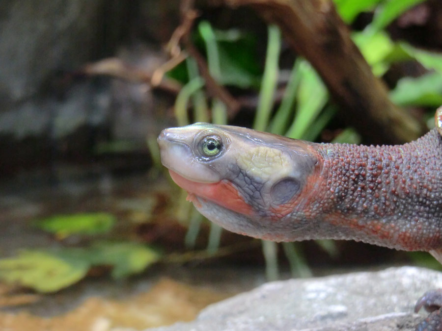 Rotbäuchige Spitzkopfschildkröte im Zoo Wuppertal im Mai 2014