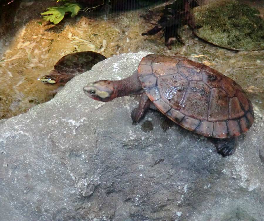 Rotbäuchige Spitzkopfschildkröte im Zoologischen Garten Wuppertal im Mai 2014