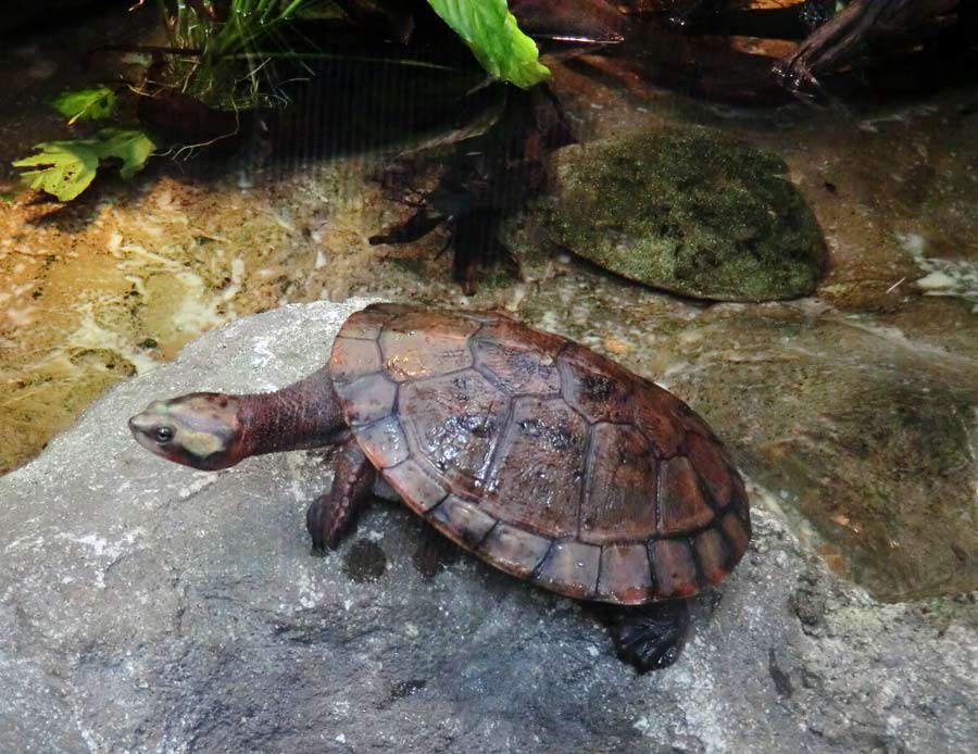 Rotbäuchige Spitzkopfschildkröte im Wuppertaler Zoo im Mai 2014