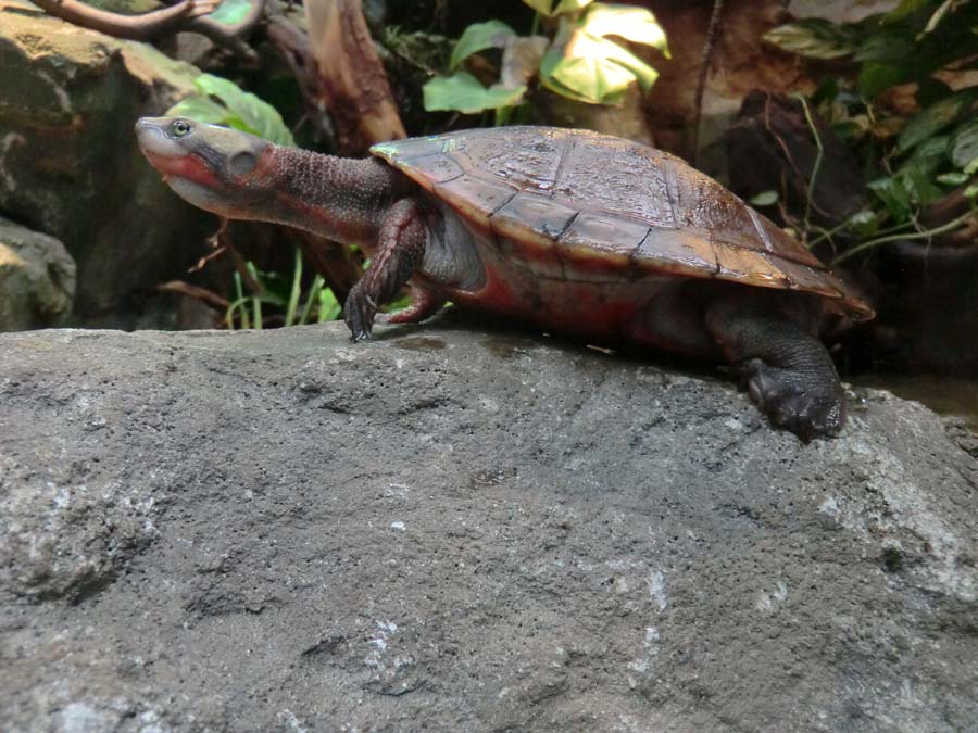 Rotbäuchige Spitzkopfschildkröte im Zoo Wuppertal im Mai 2014