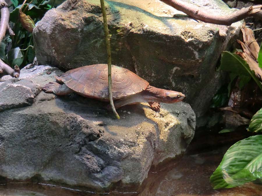 Rotbäuchige Spitzkopfschildkröte im Zoologischen Garten Wuppertal im Juni 2014