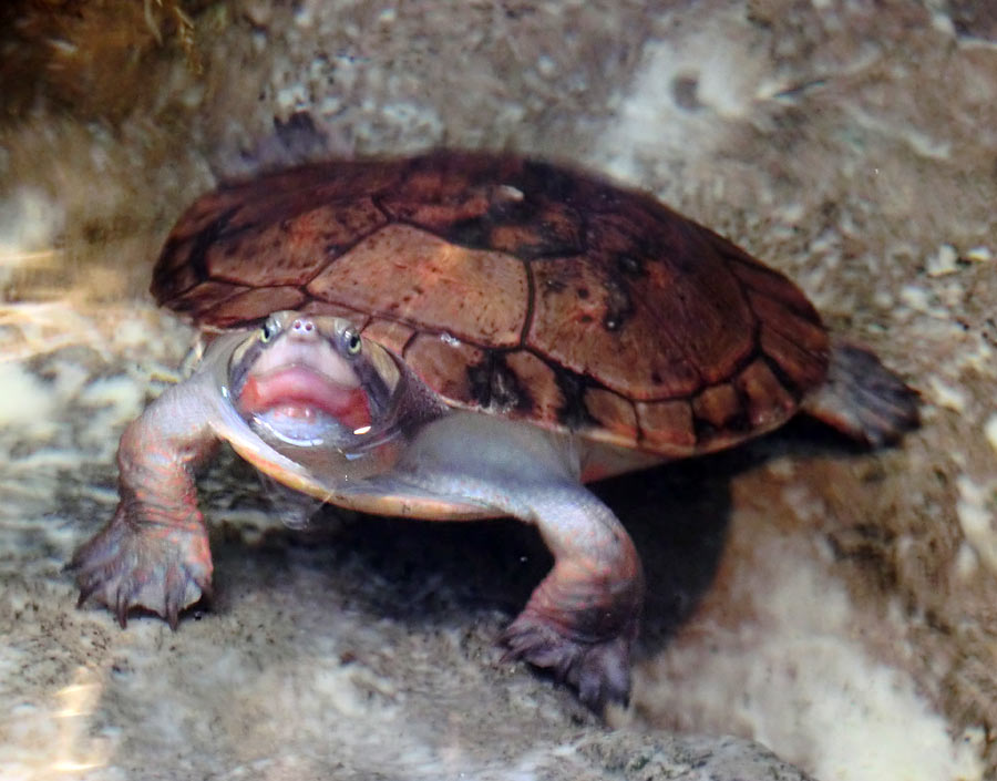 Rotbäuchige Spitzkopfschildkröte im Wuppertaler Zoo im Juni 2014