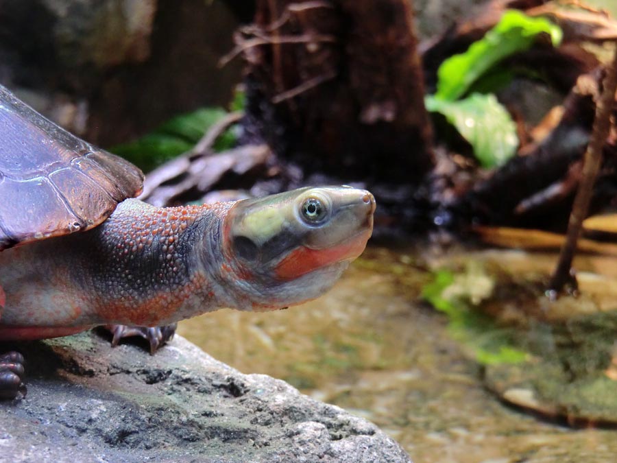 Rotbäuchige Spitzkopfschildkröte im Zoologischen Garten Wuppertal im Juli 2014