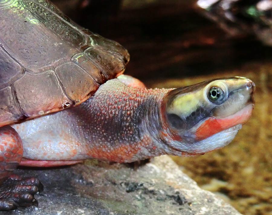 Rotbäuchige Spitzkopfschildkröte im Wuppertaler Zoo im Juli 2014