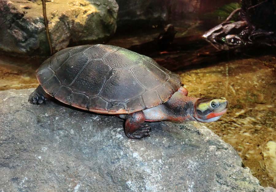 Rotbäuchige Spitzkopfschildkröte im Zoo Wuppertal im Juli 2014