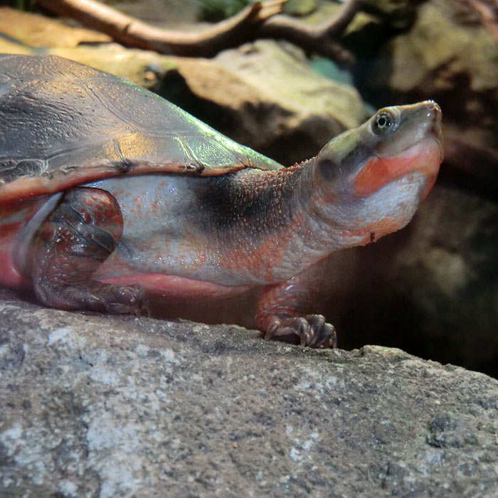 Rotbäuchige Spitzkopfschildkröte im Wuppertaler Zoo im Juli 2014