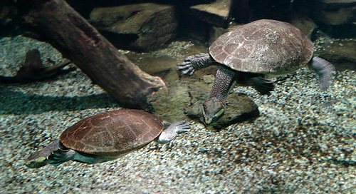Rotbäuchige Spitzkopfschildkröten im Februar 2016 unter Wasser im Aquarium im Grünen Zoo Wuppertal