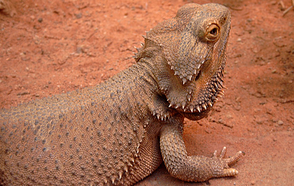 Bartagame im Wuppertaler Zoo im Oktober 2002