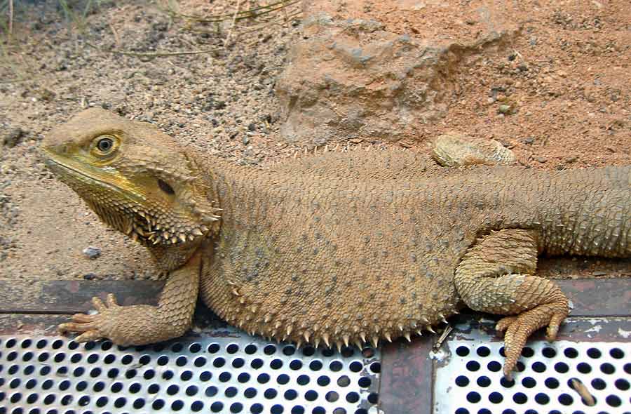 Bartagame im Zoo Wuppertal im September 2006