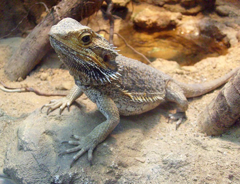 Bartagame am 9. Mai 2009 im Schaugehege im Terrarium im Zoologischen Garten Wuppertal