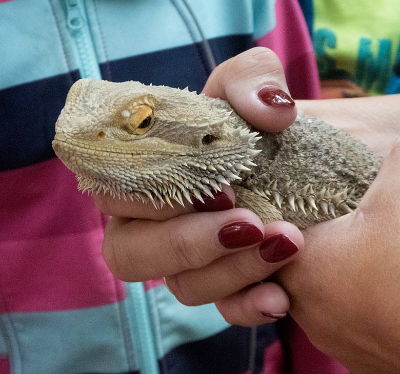 Bartagame am 9. August 2019 im Terrarium im Grünen Zoo Wuppertal