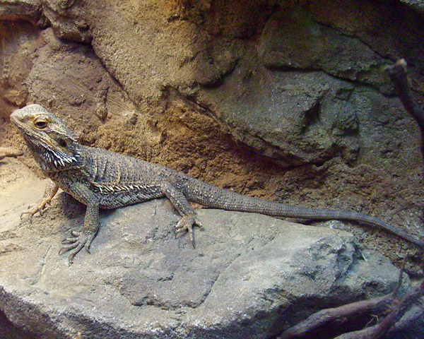 Bartagame im Wuppertaler Zoo im Oktober 2008