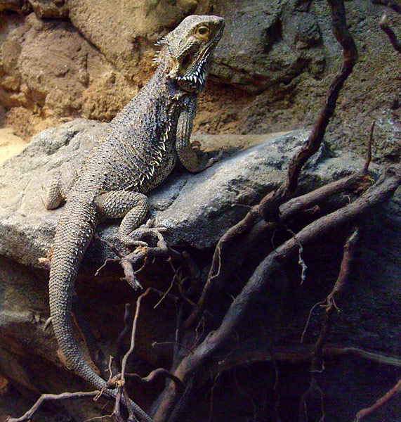 Bartagame im Wuppertaler Zoo im Dezember 2008