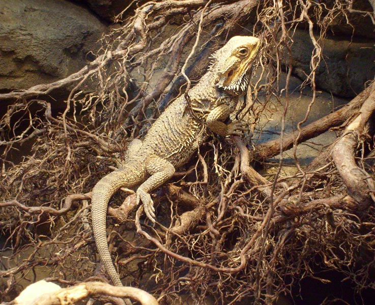 Bartagame im Zoo Wuppertal im Februar 2009