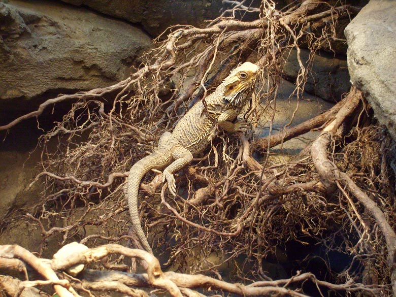 Bartagame im Zoologischen Garten Wuppertal im Februar 2009