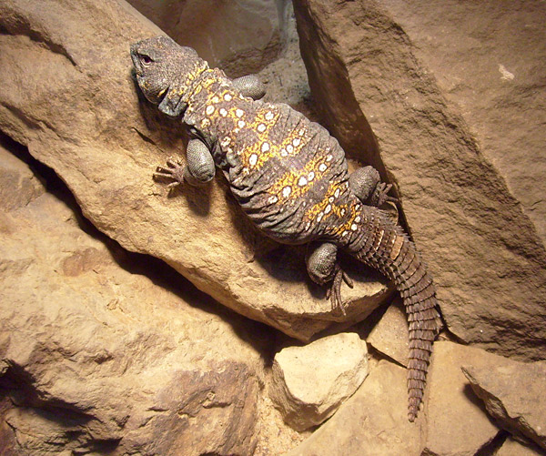 Geschmückter Dornschwanz im Wuppertaler Zoo im Februar 2009