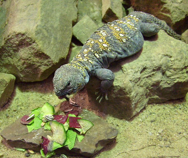 Geschmückter Dornschwanz im Zoologischen Garten Wuppertal im Februar 2009