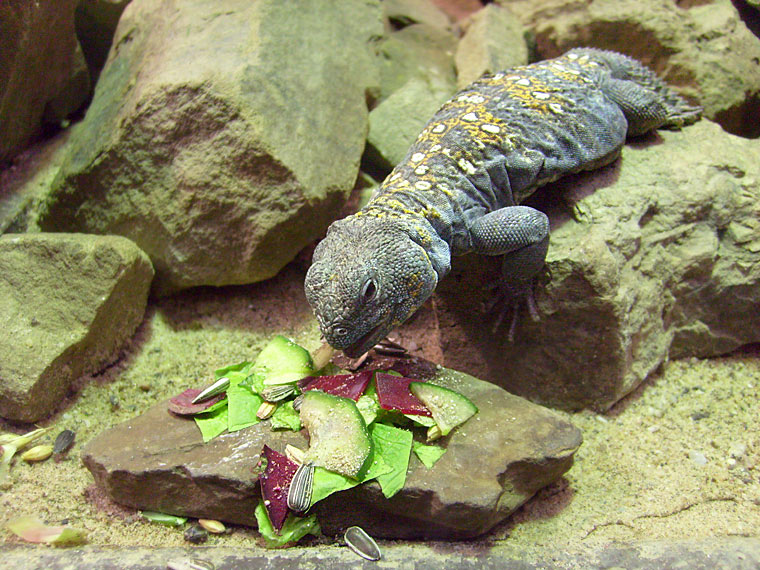 Geschmückter Dornschwanz im Wuppertaler Zoo im Februar 2009