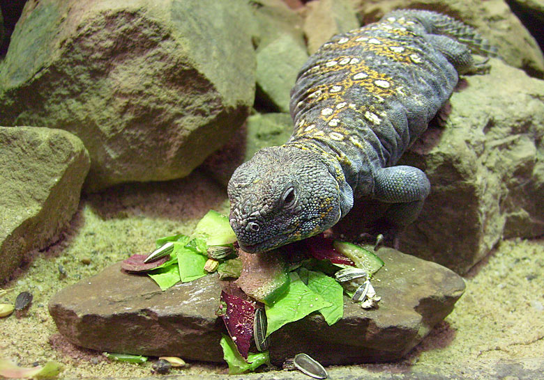 Geschmückter Dornschwanz im Zoo Wuppertal im Februar 2009