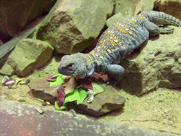 Geschmückter Dornschwanz im Zoologischen Garten Wuppertal im Februar 2009