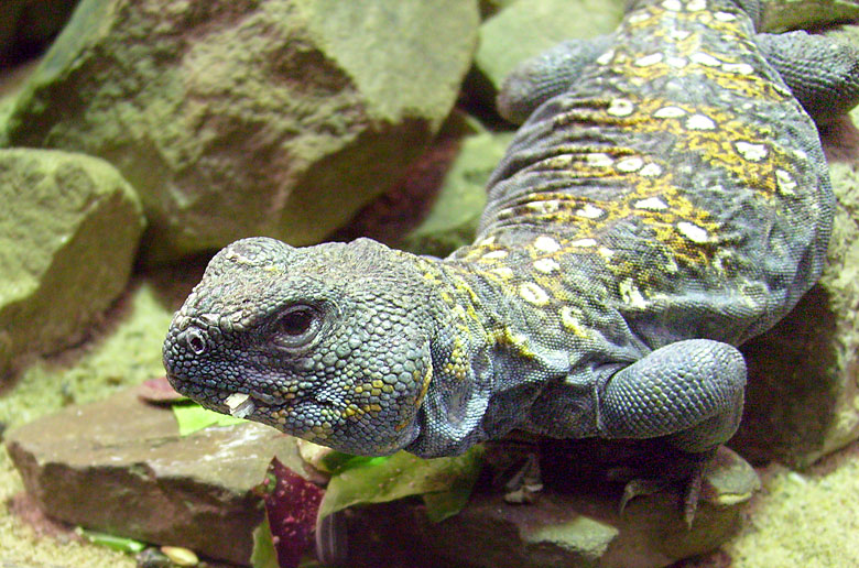 Geschmückter Dornschwanz im Zoo Wuppertal im Februar 2009