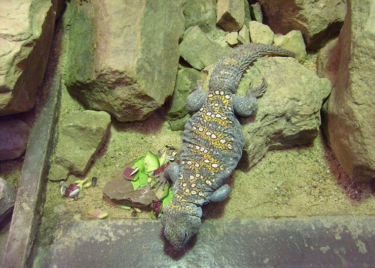 Geschmückter Dornschwanz im Zoologischen Garten Wuppertal im Februar 2009