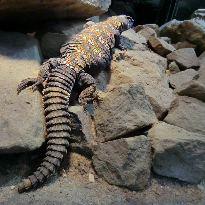 Geschmückter Dornschwanz im Wuppertaler Zoo am 4, Februar 2012