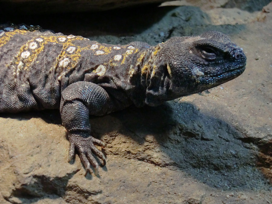 Geschmückter Dornschwanz im Wuppertaler Zoo am 7. Februar 2012