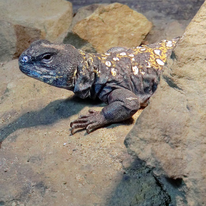 Geschmückter Dornschwanz im Wuppertaler Zoo am 7. Februar 2012