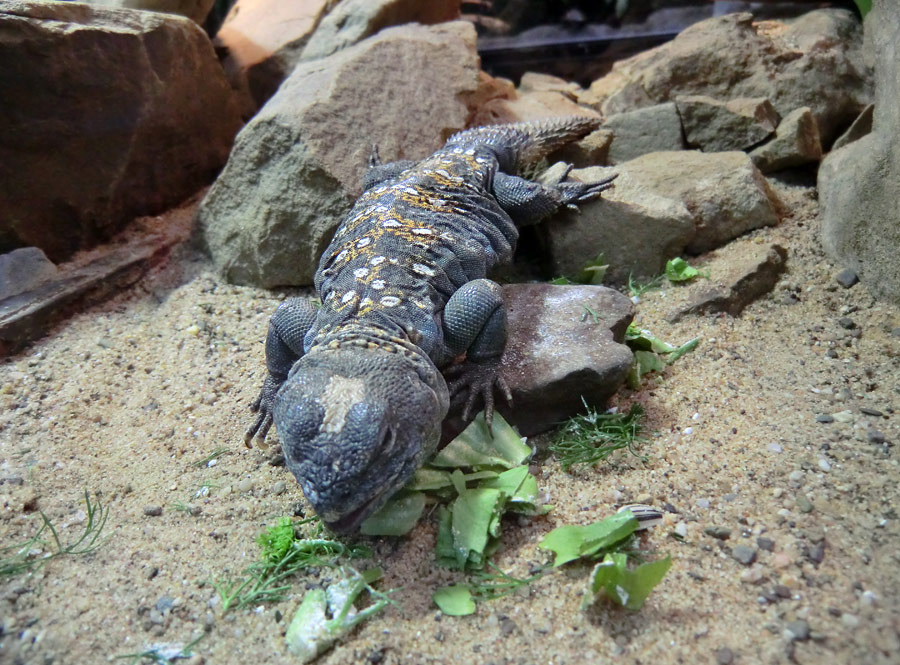 Geschmückter Dornschwanz im Zoo Wuppertal im März 2012