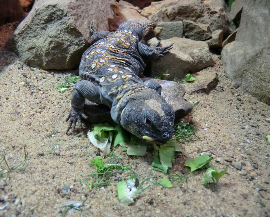 Geschmückter Dornschwanz im Zoologischen Garten Wuppertal im März 2012