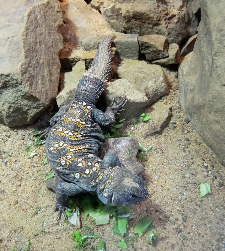 Geschmückter Dornschwanz im Zoo Wuppertal im März 2012