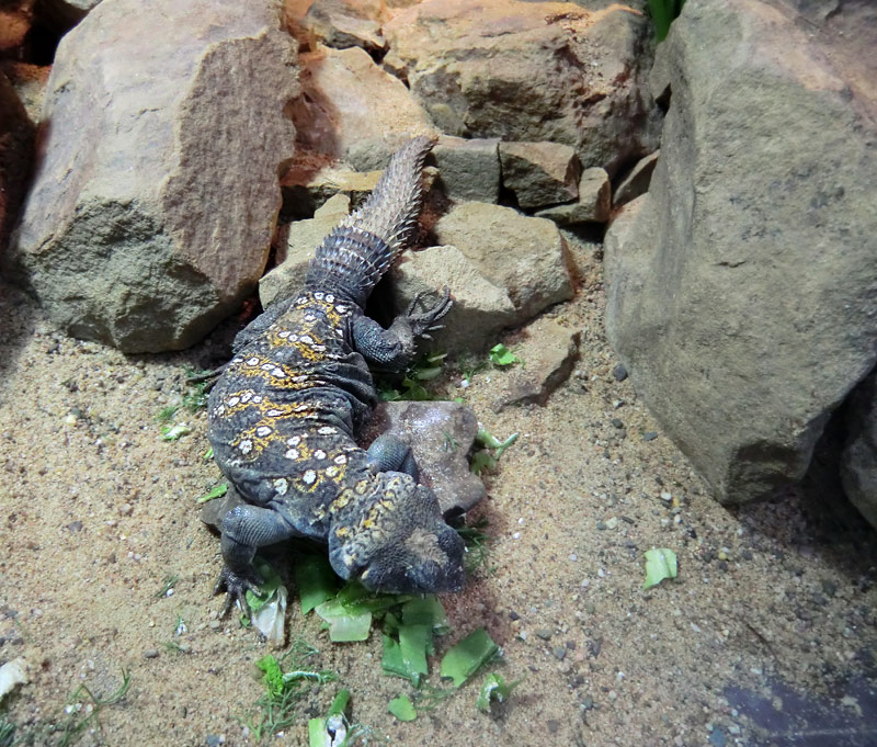 Geschmückter Dornschwanz im Zoologischen Garten Wuppertal im März 2012