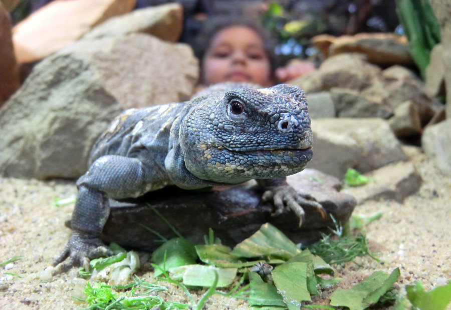 Geschmückter Dornschwanz im Wuppertaler Zoo im März 2012