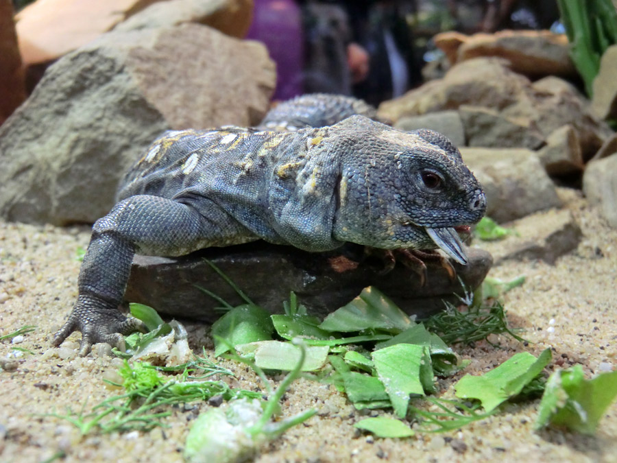 Geschmückter Dornschwanz im Zoo Wuppertal im März 2012