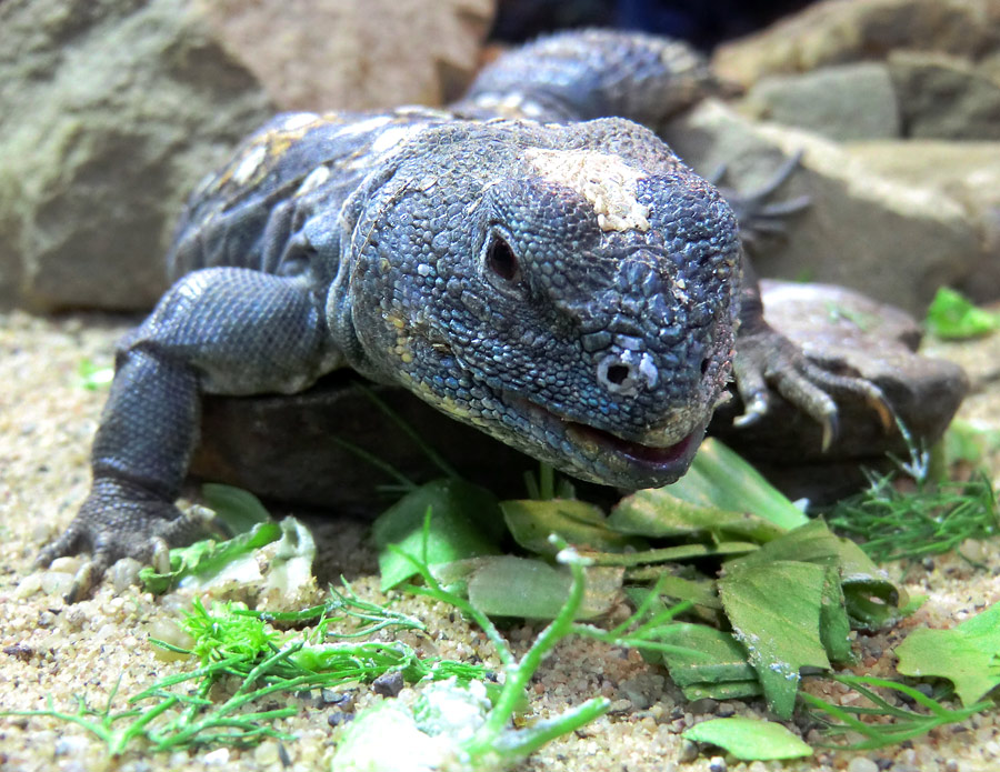 Geschmückter Dornschwanz im Zoologischen Garten Wuppertal im März 2012